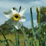 Narcissus poeticus Flower