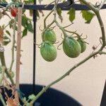 Solanum lycopersicum Fruchs