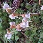 Epipogium aphyllum Flower