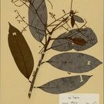 Aniba permollis Hoja