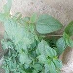 Eleutheranthera ruderalis Frunză