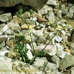 Heracleum pumilum Libunga