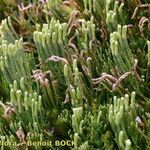 Lycopodium × oellgaardii Habit