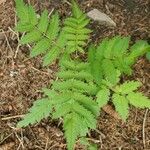 Sorbus aucupariaFeuille