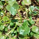Heteranthera reniformis Ekosanga