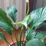 Spathiphyllum wallisiiЦветок