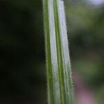 Carex pilosa Frunză