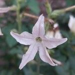 Nicotiana plumbaginifolia 花