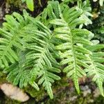 Polypodium vulgareΦύλλο