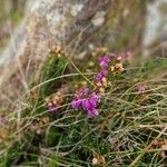 Erica cinerea Fiore