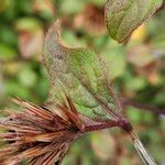 Ceratostigma willmottianum Blatt