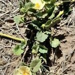 Rhynchosida physocalyx 整株植物