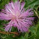 Cirsium acaulon Other