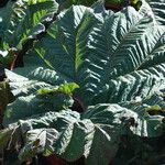 Gunnera insignis Leaf