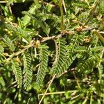 Chamaecrista fallacina Leaf