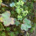 Alchemilla glabra Pokrój