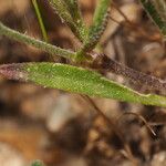 Silene scabriflora Leaf