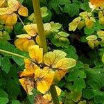 Thalictrum delavayi Ліст