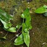 Asplenium sagittatum Deilen