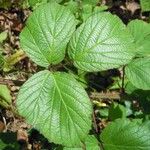 Rubus mucronatiformis