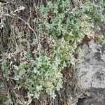 Cerastium biebersteinii Hábito