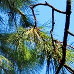 Pinus jeffreyi برگ
