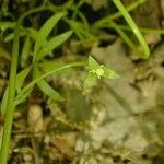 Floerkea proserpinacoides Habitat