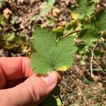 Ribes cynosbati Leaf