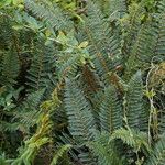 Polystichum vestitum Blad