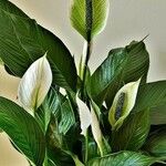 Spathiphyllum cannifolium Цвят