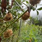 Glycyrrhiza echinata Fruit