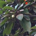 Cordia sebestena Fruit