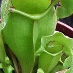 Sarracenia purpurea Lehti