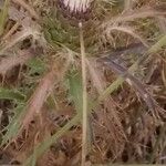 Atractylis humilis Fruit