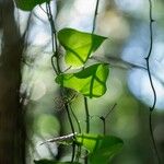 Smilax rotundifolia Leaf