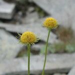 Doronicum columnae 花