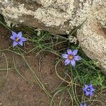 Romulea bulbocodium Flors