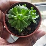 Aeonium castello-paivae Blad