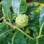 Morinda citrifolia 果實