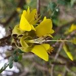 Sophora microphylla Λουλούδι