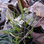 Erigenia bulbosa Цветок