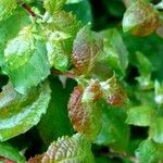 Salix aurita आदत