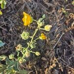 Abutilon pannosum Fleur