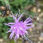 Centaurea paniculataLorea