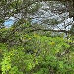 Vachellia tortuosa Leht