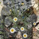 Anthemis cretica Flower