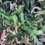 Persicaria lapathifolia Likasa