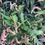 Persicaria lapathifolia برگ