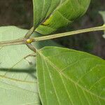 Senna papillosa Leaf