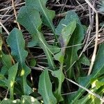 Leontodon tuberosus Hoja